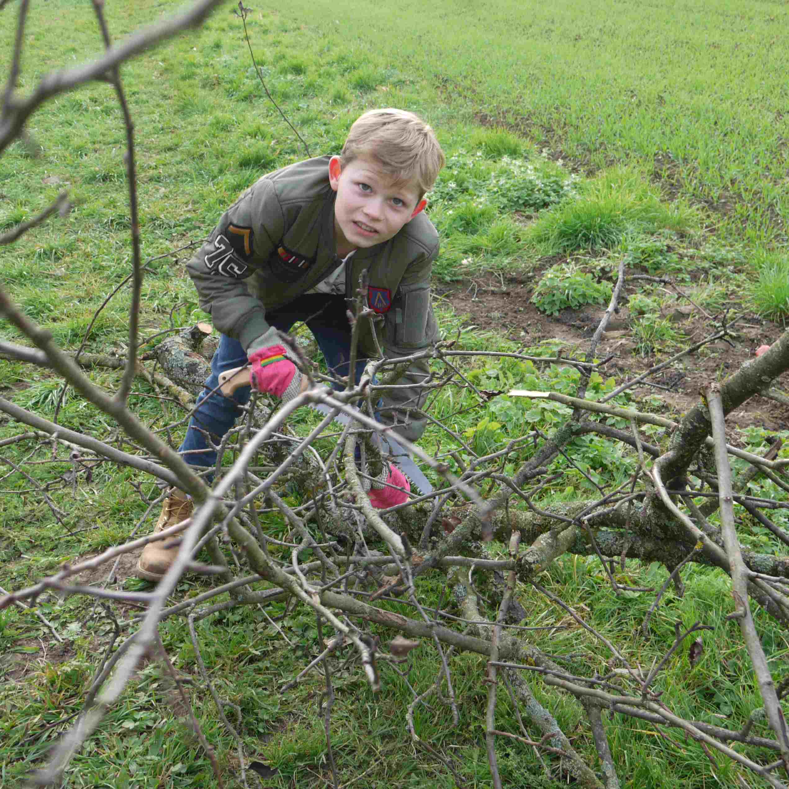 Obstbaum