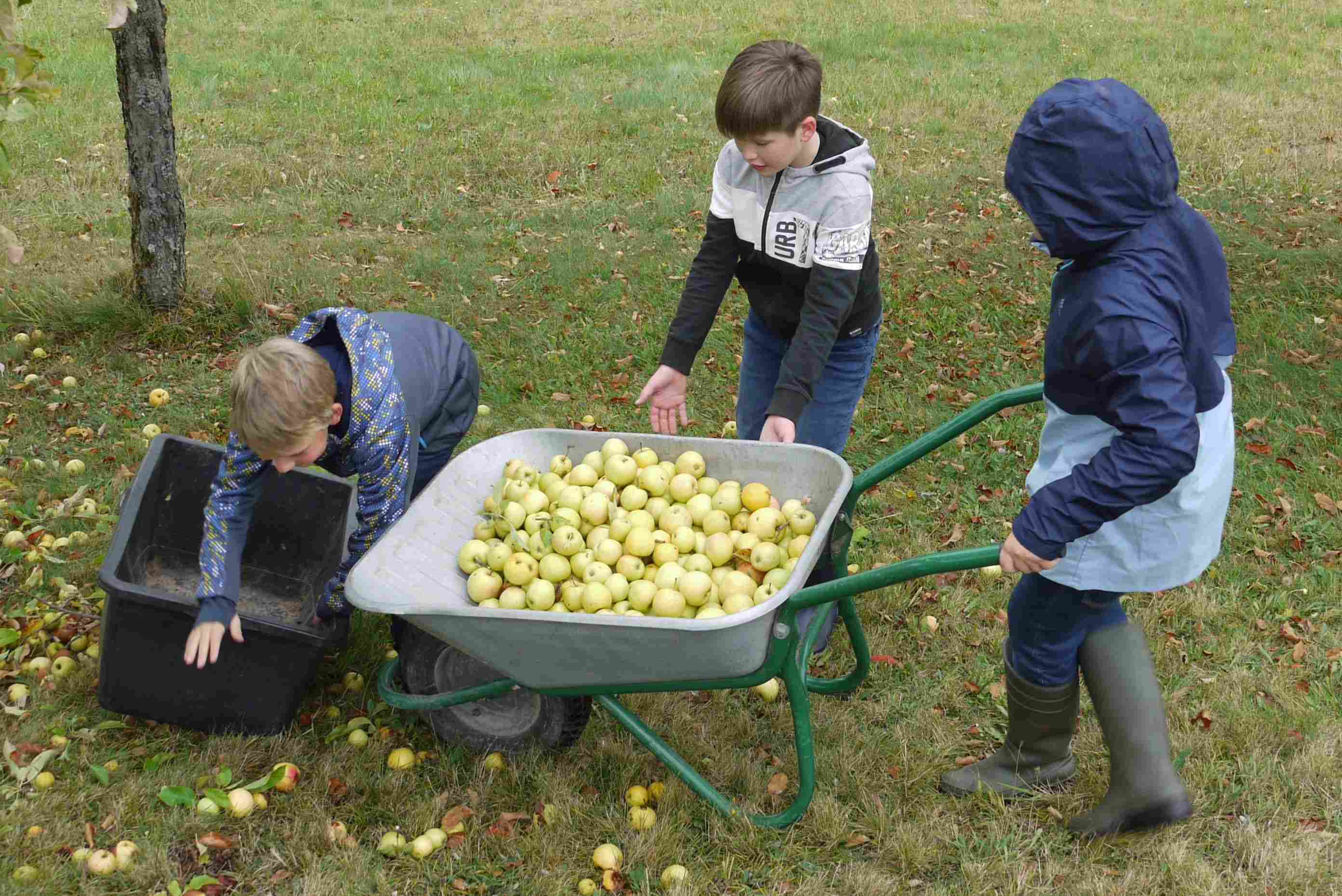 apfel